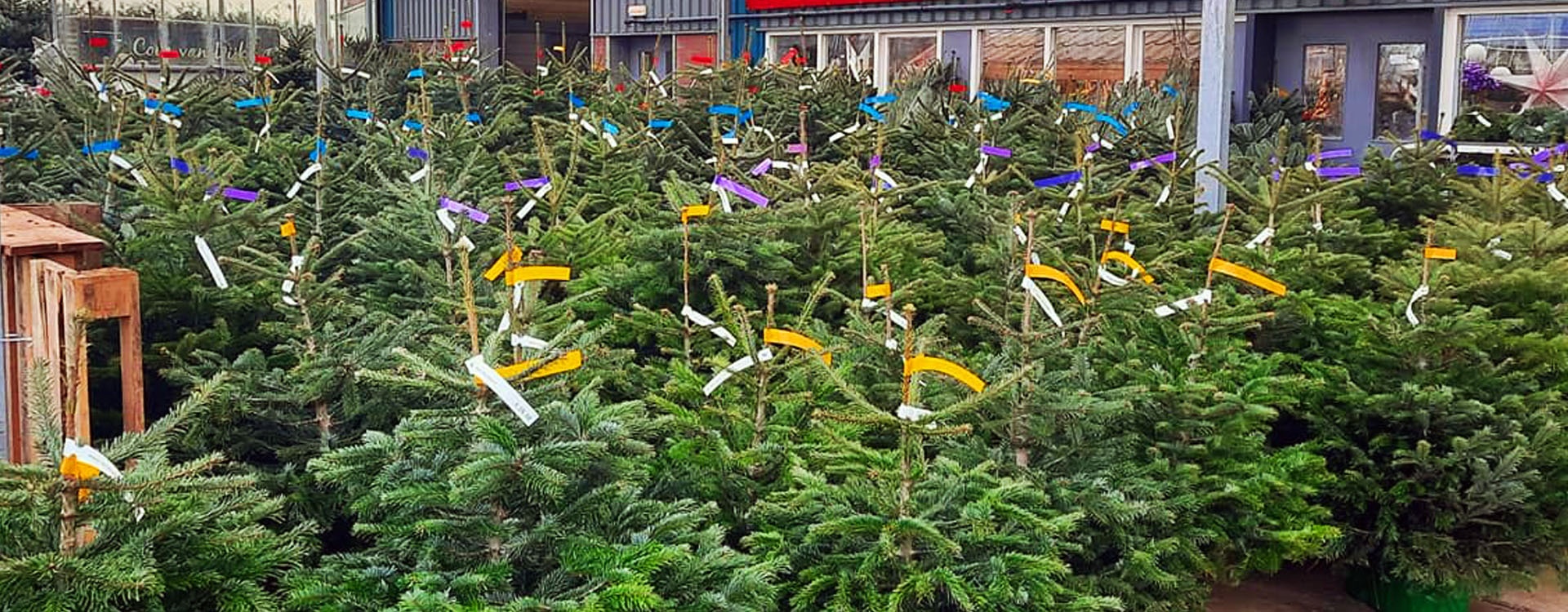 Kerstboom kopen Tuinplantencentrum Coen van Dijk